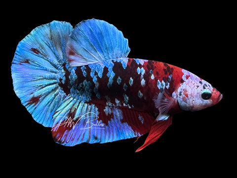 Galaxy HMPK Male Betta | Live Sale M5