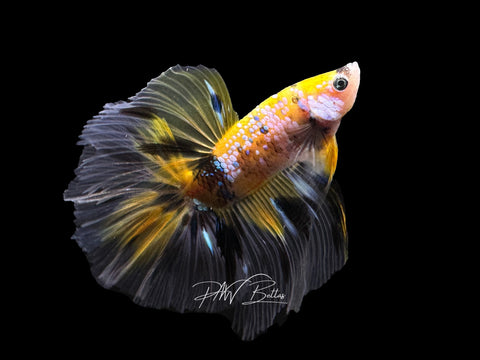 Yellow Koi HM Male Betta | M2636