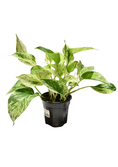 Snow Queen Pothos 4”