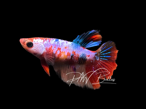 Candy Halfmoon Female Betta | F2301