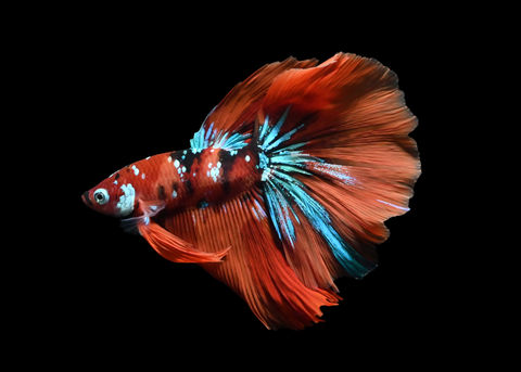 Koi Halfmoon Male Betta | 5195