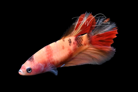 Nemo Halfmoon Female Betta | F2902