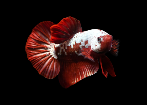 Red Samurai HMPK Male Betta | 5278