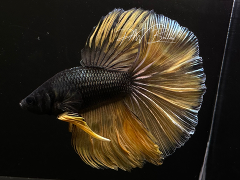 Yellow Copper Halfmoon Male Betta | M3066