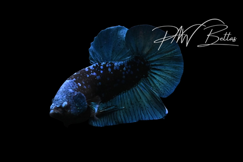 Avatar HMPK Male Betta | M5110