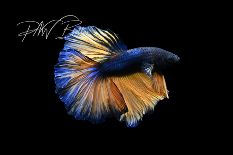 Mustard Halfmoon Male Betta | M5050