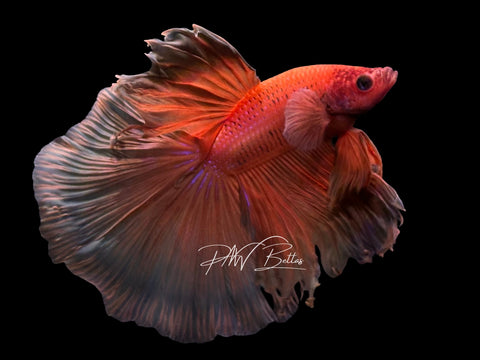 Super Orange Halfmoon Male Betta | M3090