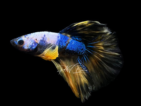 Yellow Koi Halfmoon Male Betta | M2794
