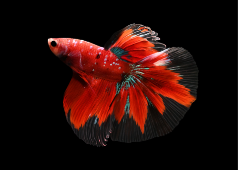 Red Galaxy Halfmoon Male Betta | 5211