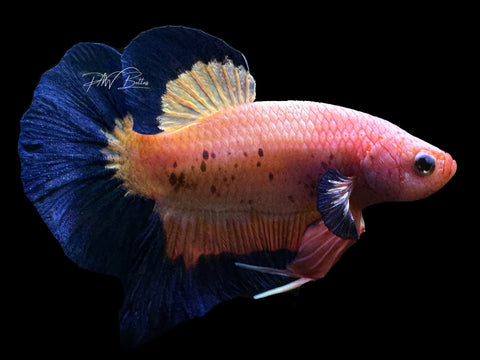 Fancy Rim HMPK Male Betta | M2578