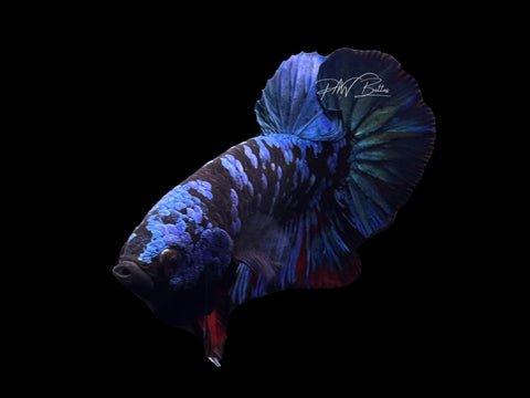 Avatar HMPK Male Betta | M2593