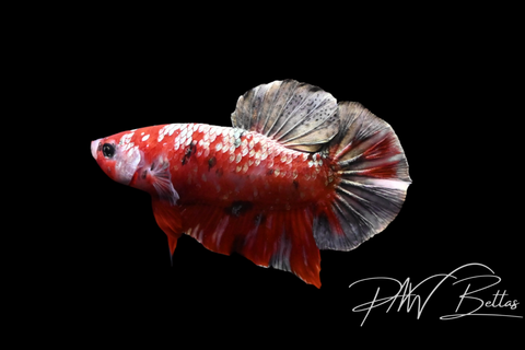 Red Copper Galaxy Male Betta | 5142
