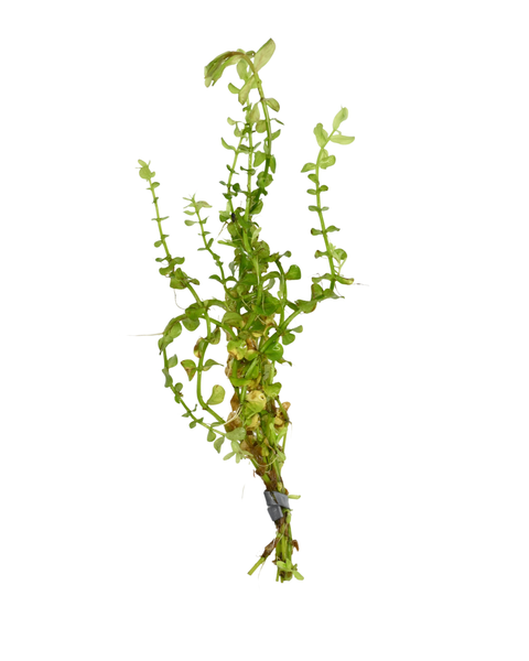 Rotala Green | Rotala rotundifolia 'green'