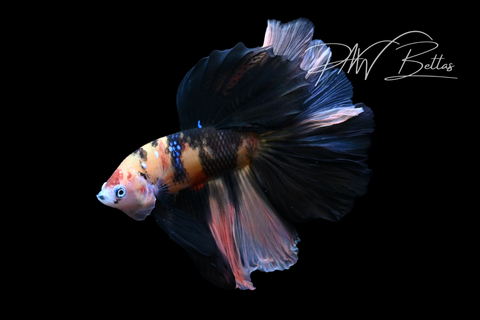 Koi Halfmoon Male Betta | M5051