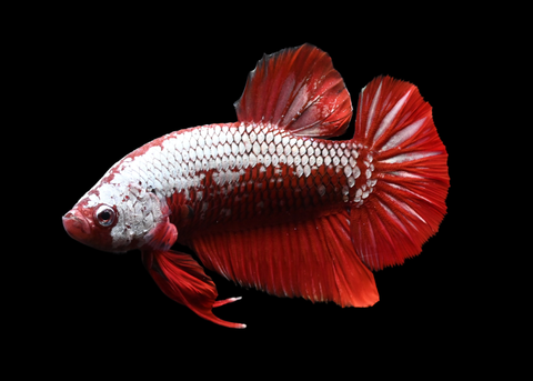 Red Samurai HMPK Male Betta | 5256
