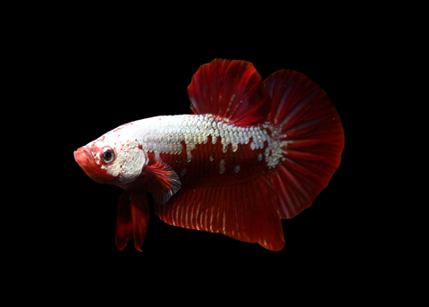 Red Samurai HMPK Male Betta | 5278