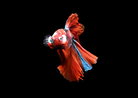 Koi Halfmoon Male Betta | 5195