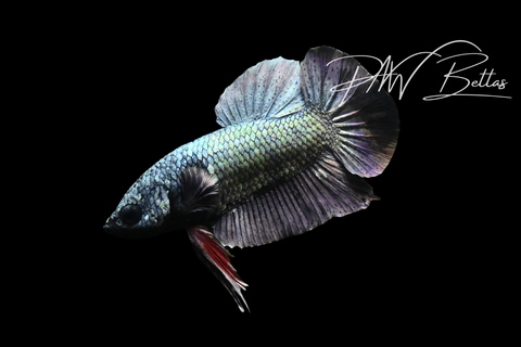 Copper HMPK Male Betta | M5111