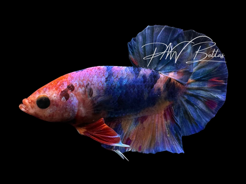 Marble HMPK Male Betta | M3022