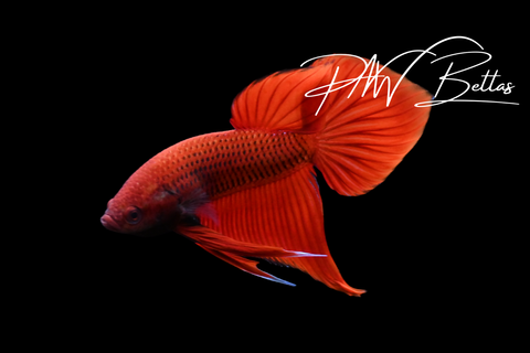 Splendens Hybrid Red Male | Franks Bettas Wild Type | FW122
