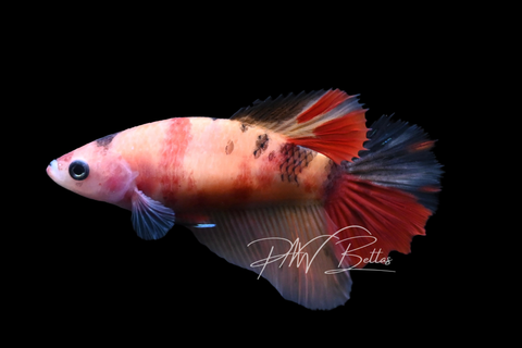 Nemo Halfmoon Female Betta | F2902