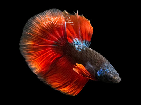 Blacklight Halfmoon Male Betta | M2301