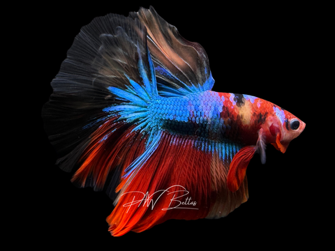 Koi Halfmoon Male Betta | M2458