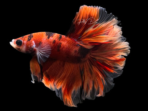 Nemo HM Male Betta | M2592