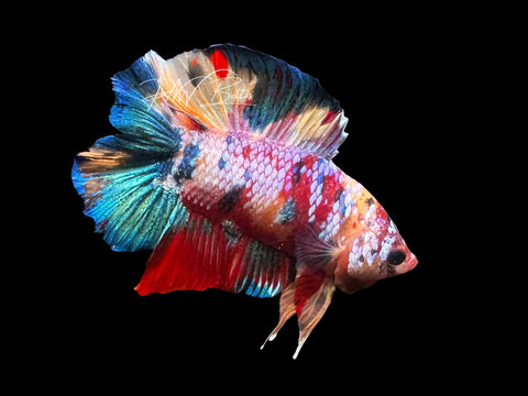 Marble DTPK Male Betta | M2781
