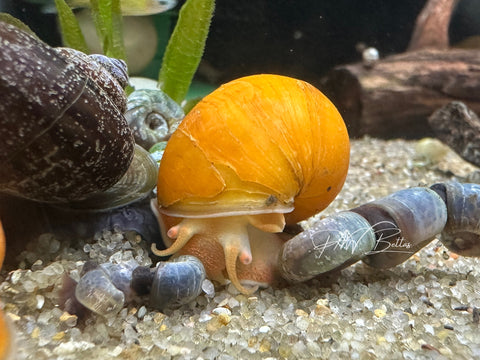 Assorted Mystery Snail