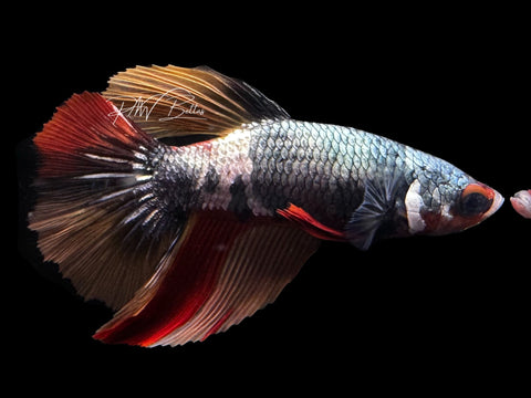 Nemo Copper Halfmoon Female Betta | F2821