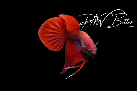 Splendens Hybrid Red Male | Franks Bettas Wild Type | FW122