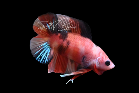 Koi DTPK Male Betta | M2908