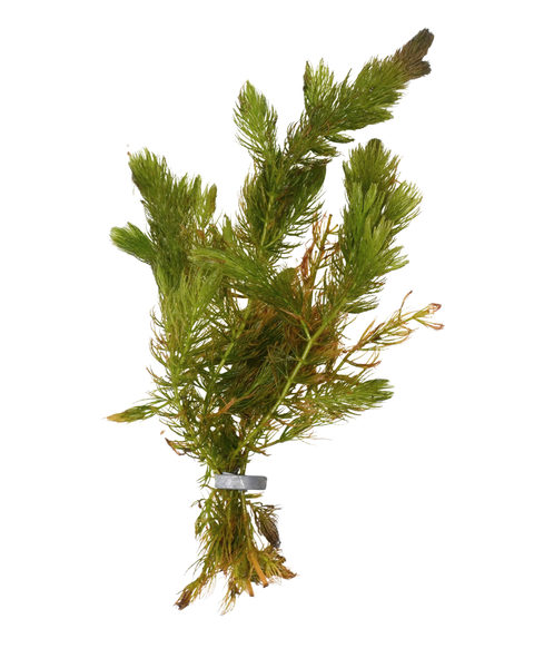 Hornwort | Ceratophyllum demersum
