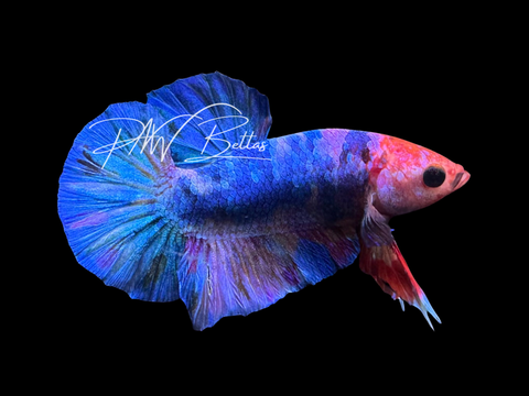 Marble HMPK Male Betta | M3022