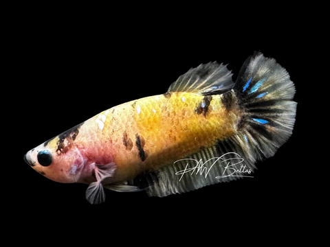 Yellow Koi HMPK Female Betta | F1721