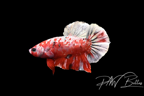 Red Copper Galaxy Male Betta | 5142