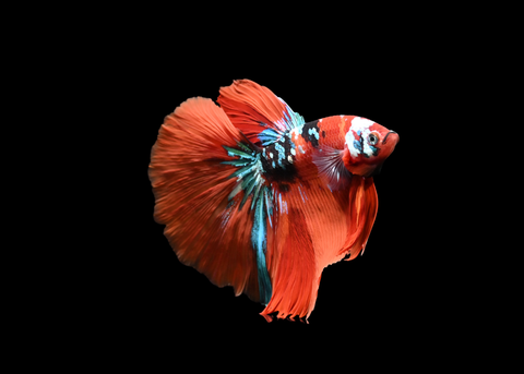 Koi Halfmoon Male Betta | 5195