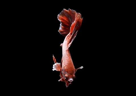 Salamander Halfmoon Male Betta | 5297