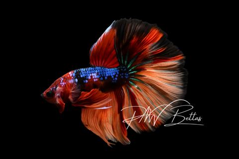 Koi Halfmoon Male Betta | M5010