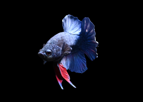 Turquoise HMPK Male Betta | 5279