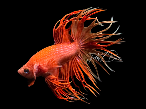 Red King Crowntail Male Betta | M3065