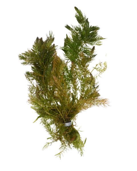 Hornwort | Ceratophyllum demersum