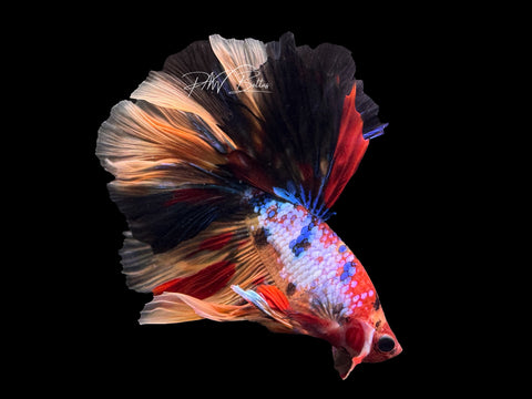 Koi Halfmoon Male Betta | M2463