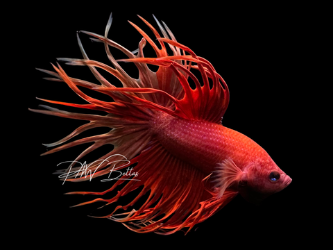 Red King Crowntail Male Betta | M3065