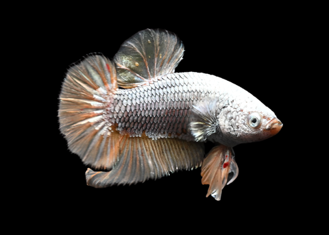 Yellow Dragon Vanda HMPK Male Betta | 5255