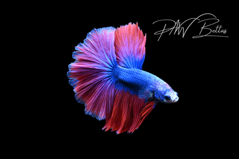 Mascot Halfmoon Male Betta | M5052