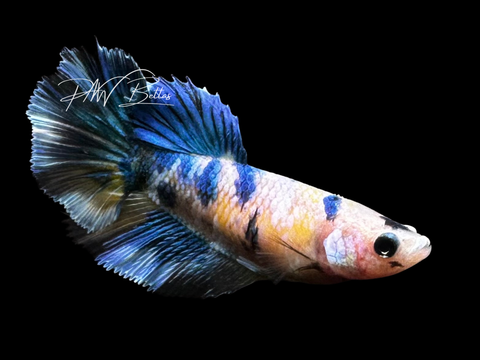 Yellow Koi HM Female Betta | F1722