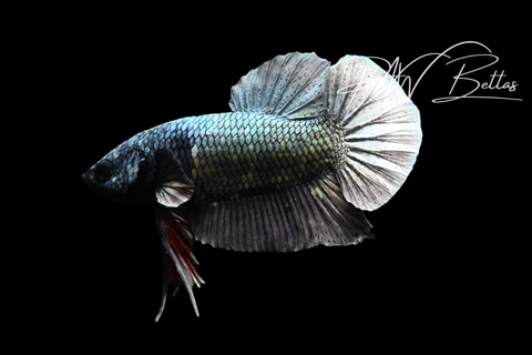 Copper HMPK Male Betta | M5111
