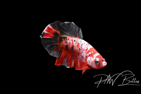 Red Copper Galaxy Male Betta | 5142